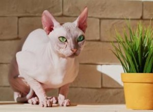 67 noms de chat Sphynx puissants 