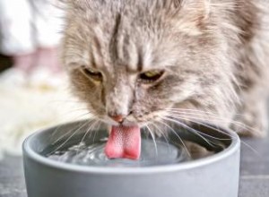 Conseils d hydratation pour chat pour garder votre chat en bonne santé et hydraté 