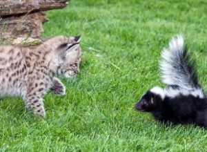 Chat pulvérisé par une mouffette ? Guide pour un chat sans odeur 