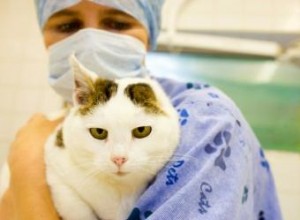 Choisir d euthanasier un chat sans cruauté 