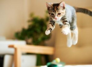 Les chats atterrissent-ils toujours sur leurs pattes ? Le réflexe de redressement expliqué 