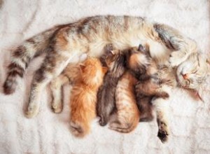 Est-ce qu une maman chat manque ses chatons? 