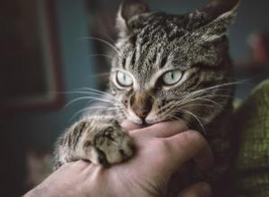 Premiers soins pour une griffure de chat infectée 