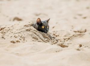 Comment garder un chat d extérieur au frais en été 