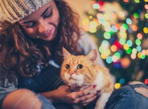 Comment éloigner les chats du sapin de Noël :9 astuces faciles 