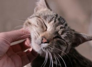 Comment caresser votre chat de la bonne façon 