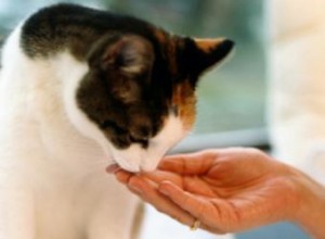 Comment dresser votre chat à venir lorsqu il est appelé 