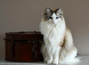 Associations inspirantes de sauvetage de chats Ragdoll 