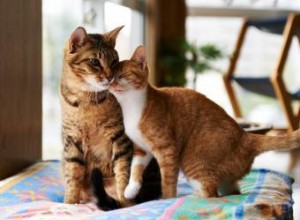 Chats mâles et femelles :comparaison des facteurs clés 