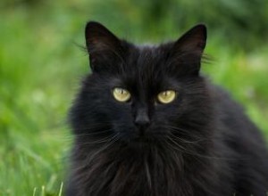 Mythes et faits sur les chats noirs 