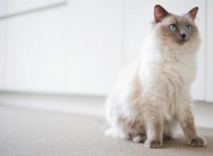 Répartition des prix des chats Ragdoll :combien coûtent-ils ? 