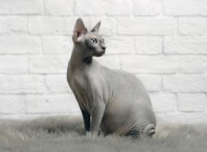 Guide de sauvetage du chat Sphynx :tout ce que vous devez savoir 