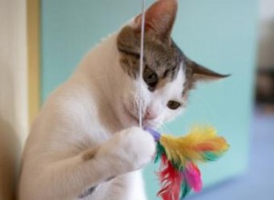 Jouets pour chats faits maison super faciles 