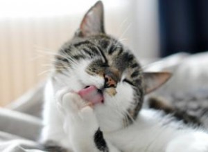 Conseils pour gérer les allergies aux chats et repousser les symptômes 