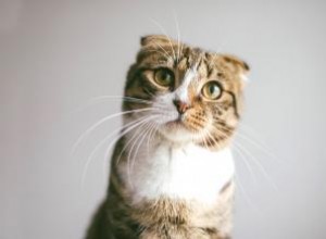 Qu est-ce qu un chat tigré ? Contexte et faits amusants 