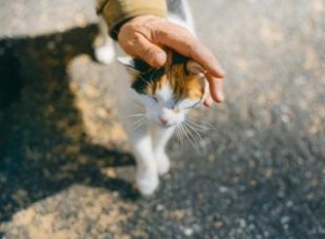 Qu est-ce qui rend les chats Calico mâles uniques ? Mythes contre faits 