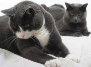 Pourquoi les chats pétrissent leurs pattes 