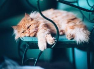 Pourquoi les chats sont-ils tristes (ils nous ressemblent plus que vous ne le pensez) 