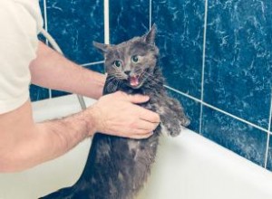 Pourquoi la plupart des chats détestent-ils l eau ? 7 faits curieux 