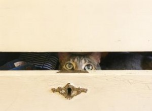 Pourquoi mon chat se cache-t-il ? 