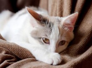 26 raisons potentielles pour lesquelles votre chat vomit 