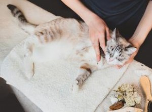 3 types de médecine holistique à essayer pour les chats 