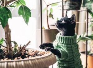 66 plantes toxiques pour les chats 