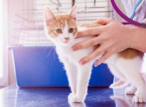 Meilleur moment pour stériliser les chats (et raisons pour lesquelles vous devriez) 