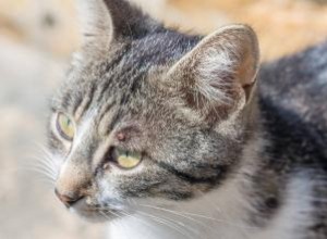 Les chats peuvent-ils contracter la maladie de Lyme ? 