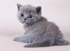 Faire face à un chaton avec une mauvaise odeur 