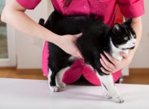 N ignorez pas ces symptômes de vers chez les chats 