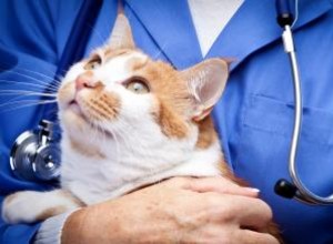 Conseils d experts sur les chats souffrant de problèmes gastro-intestinaux 