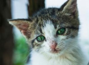 Remèdes maison pour les rhumes de chat 