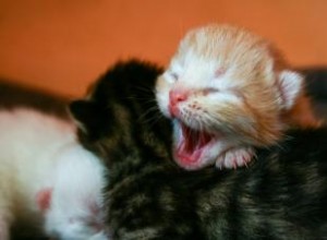 Combien de temps faut-il à un chat pour avoir des chatons ? 