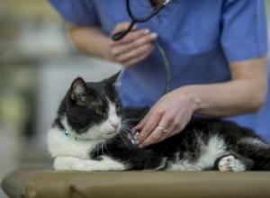 À quelle fréquence emmenez-vous un chat chez le vétérinaire ? Âge et autres facteurs 