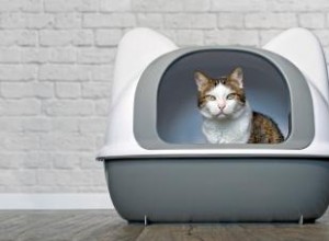 À quelle fréquence un chat doit-il uriner ? La réponse saine 