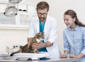 Comment déterminer un poids santé pour les chats 