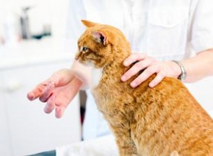 Comment donner une pilule à un chat 