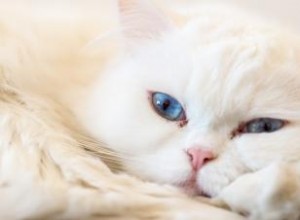 Comment aider un chat avec un conduit lacrymal bloqué 