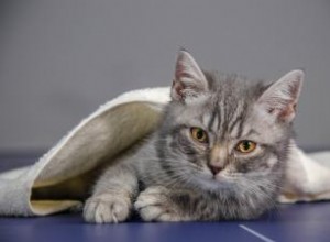 Est-il sécuritaire de donner des antibiotiques humains aux chats ? 