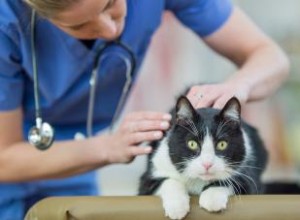 Calculs rénaux chez les chats et comment aider 