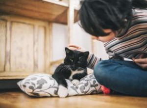 Soulagement de la douleur pour les chats :12 remèdes (de la médecine à l holistique) 