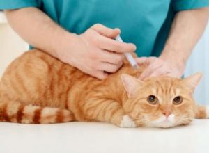 Effets secondaires du vaccin contre la rage chez les chats 