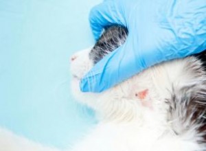 Raisons de la peau sèche chez les chats et comment aider 