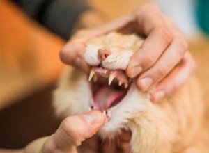 Raisons pour lesquelles mon chat perd des dents 