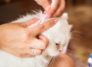 Remèdes maison simples pour les acariens des oreilles de chat 