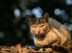 Symptômes et traitement de l herpès félin 