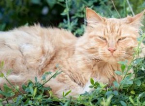 Signe révélateur qu un vieux chat est en train de mourir 