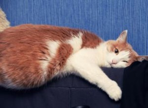 Comprendre l hypothyroïdie chez les chats 