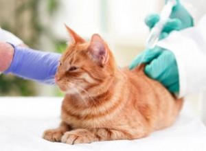 Chats vaccinés :effets secondaires et réactions 